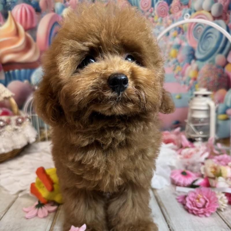 販売中の広島県のトイプードル-436647の2枚目