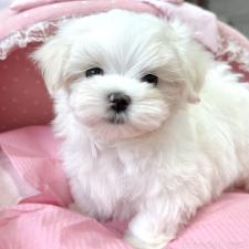 ♀︎マルチーズ