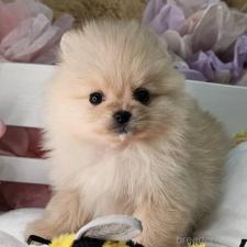 ♀︎ポメラニアン