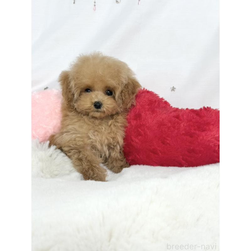 販売中の大阪府のティーカッププードル-454262の6枚目