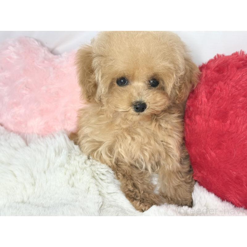 販売中の大阪府のティーカッププードル-454262の5枚目