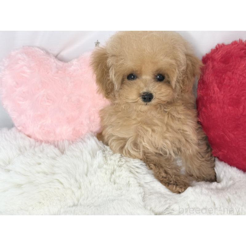 販売中の大阪府のティーカッププードル-454262の4枚目