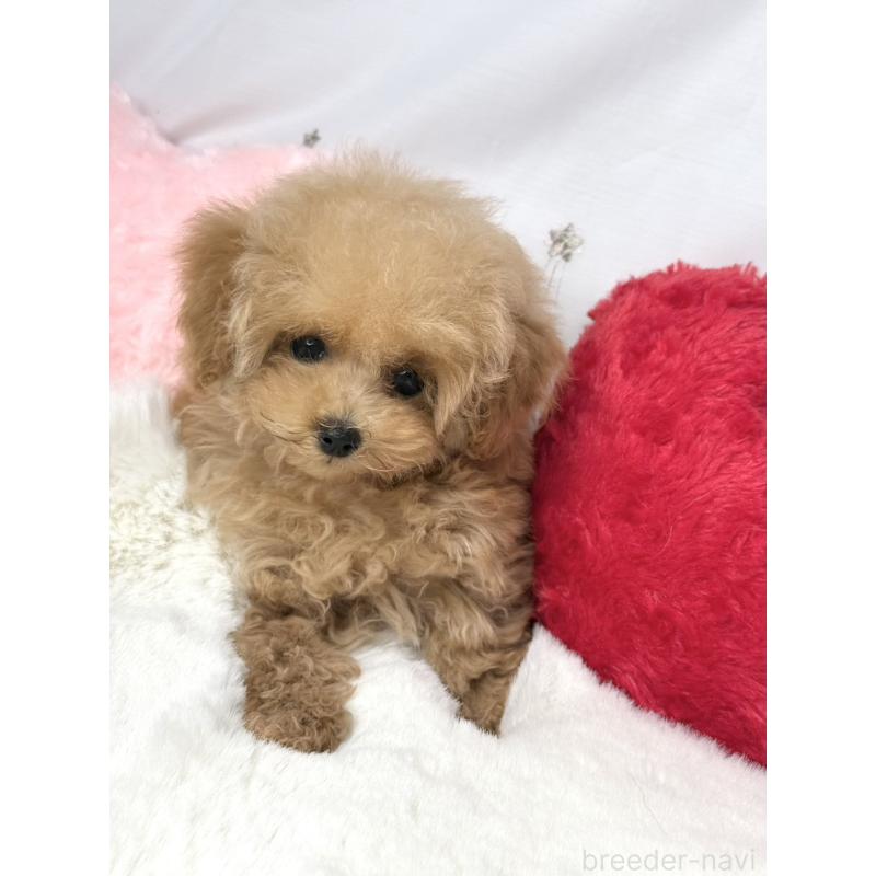 販売中の大阪府のティーカッププードル-454262の3枚目