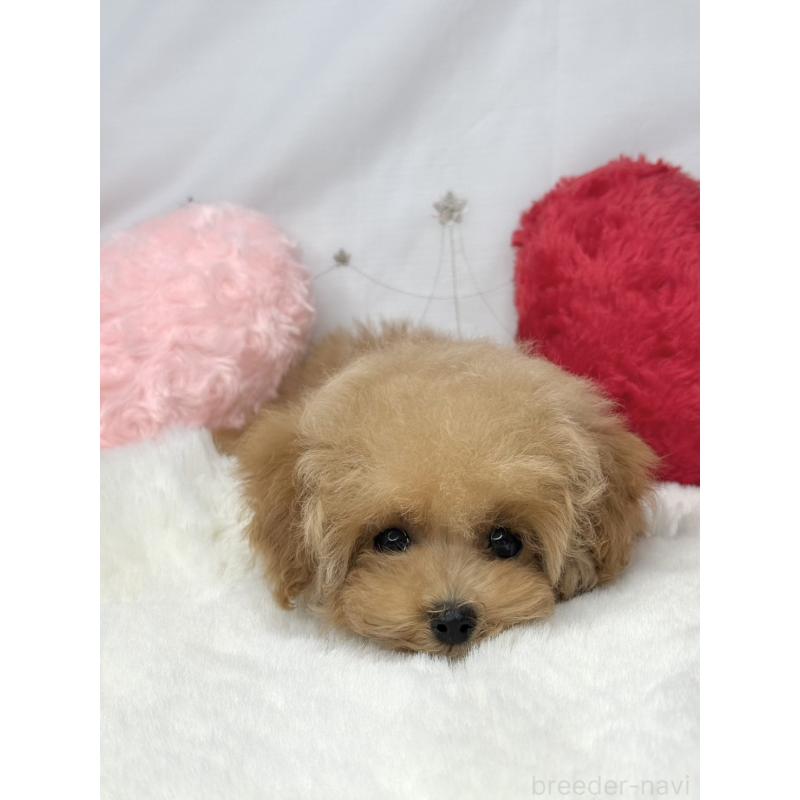 販売中の大阪府のティーカッププードル-454262の2枚目