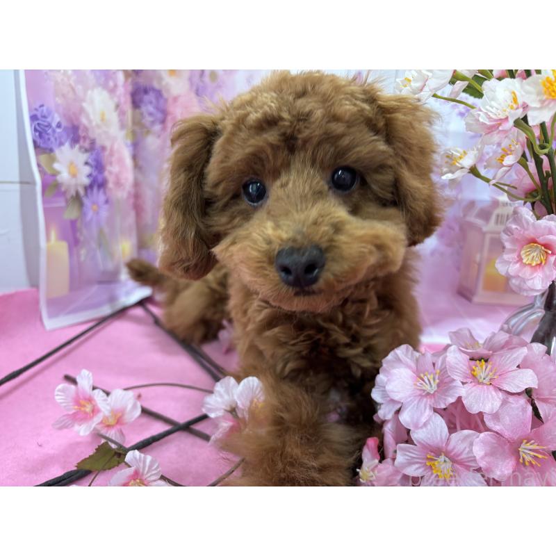 販売中の栃木県のトイプードル-423584