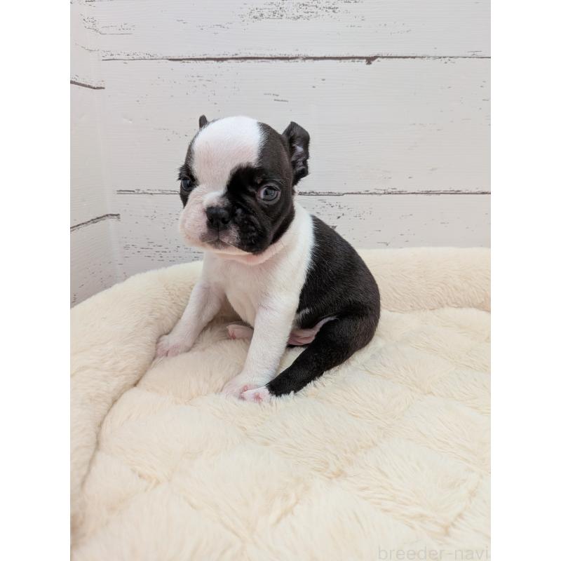 販売中の愛知県のボストンテリア-454267の8枚目