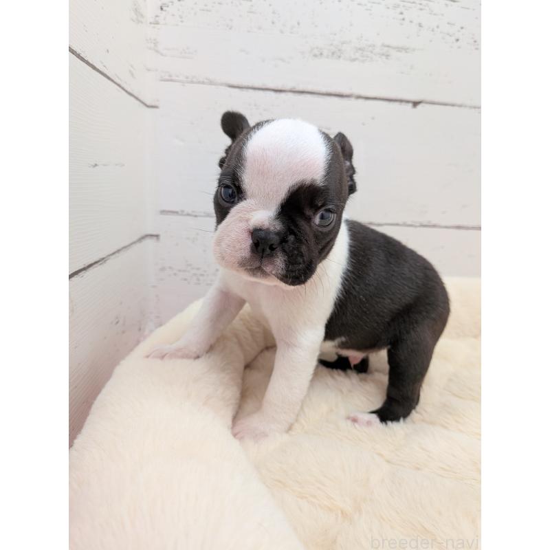 販売中の愛知県のボストンテリア-454267の7枚目