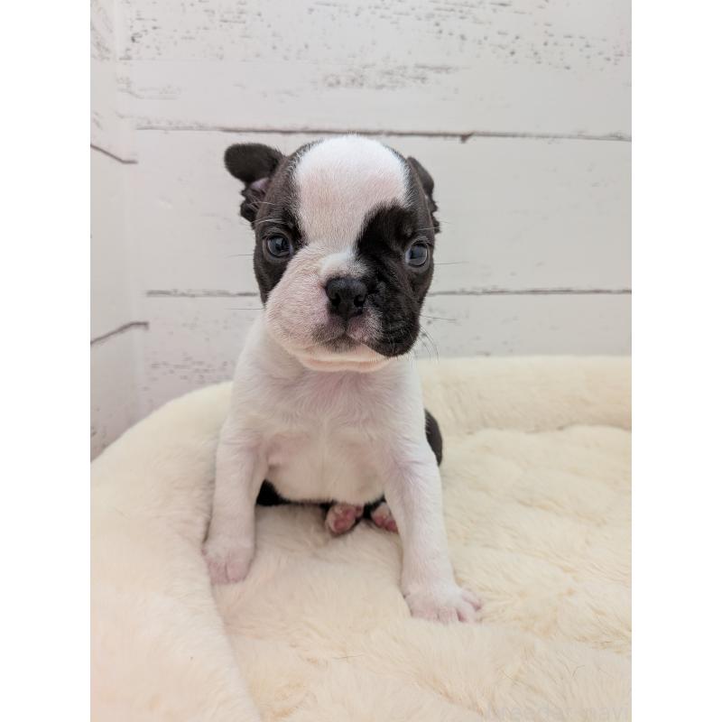 販売中の愛知県のボストンテリア-454267の6枚目