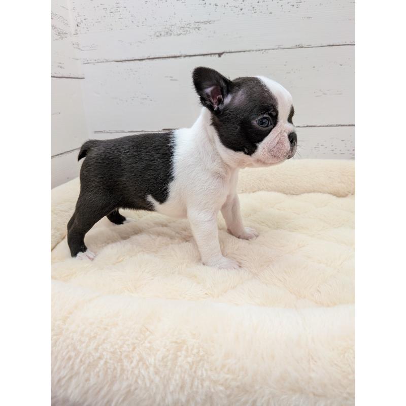 販売中の愛知県のボストンテリア-454267の5枚目