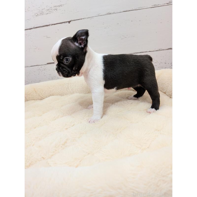 販売中の愛知県のボストンテリア-454267の4枚目