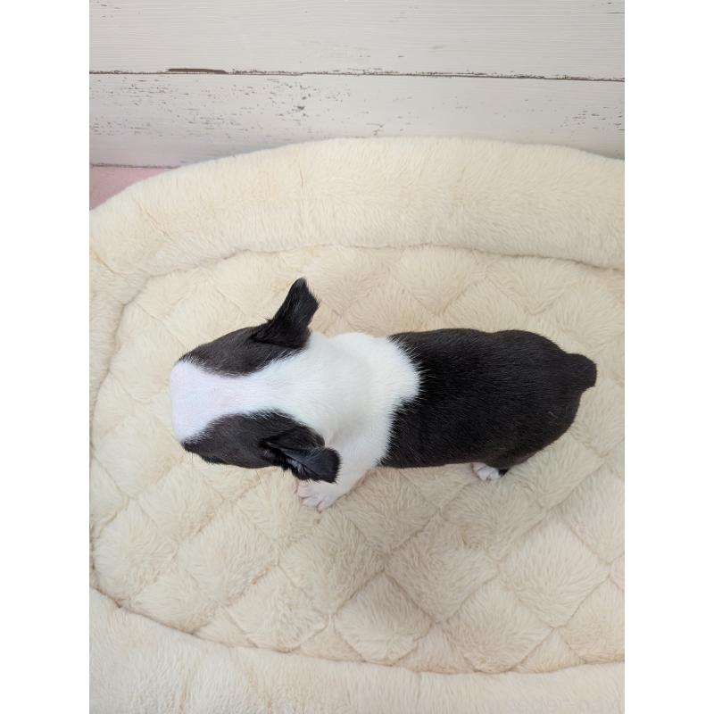 販売中の愛知県のボストンテリア-454267の3枚目