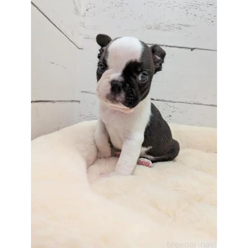 販売中の愛知県のボストンテリア-454267の2枚目