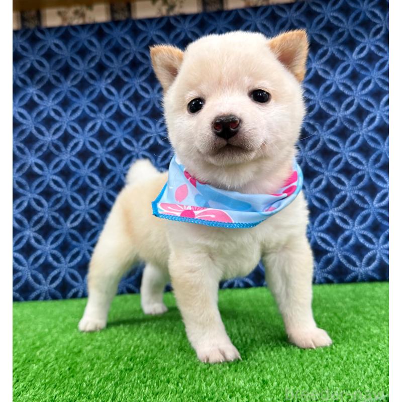 販売中の神奈川県の豆柴-454266