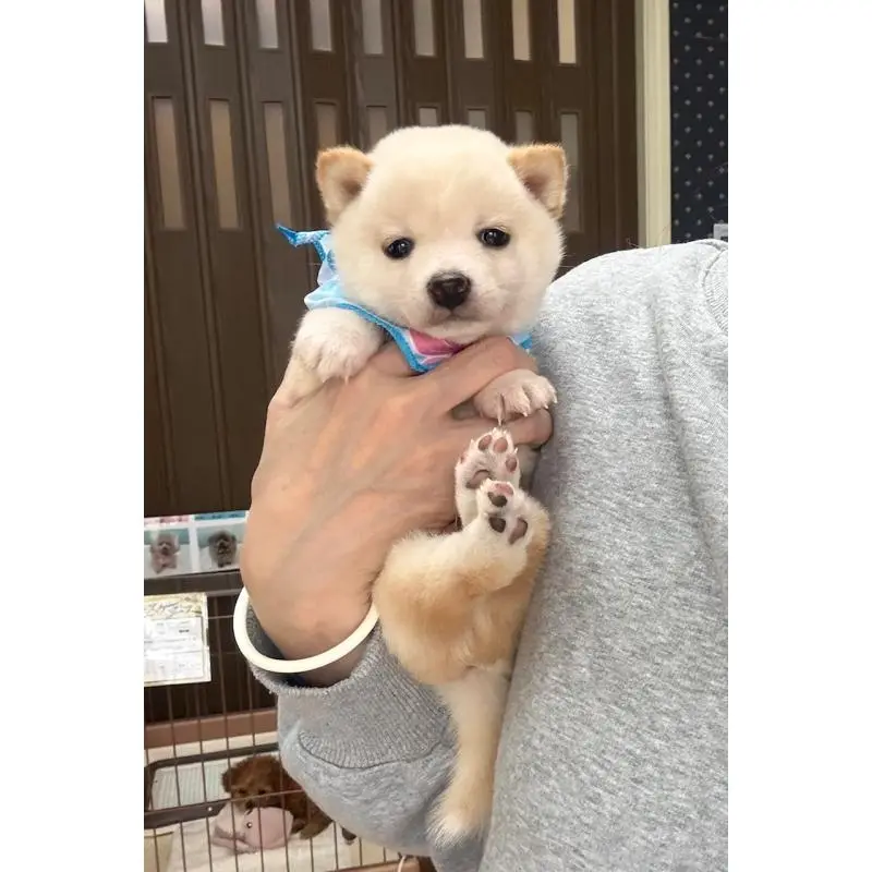 販売中の神奈川県の豆柴-454266の3枚目