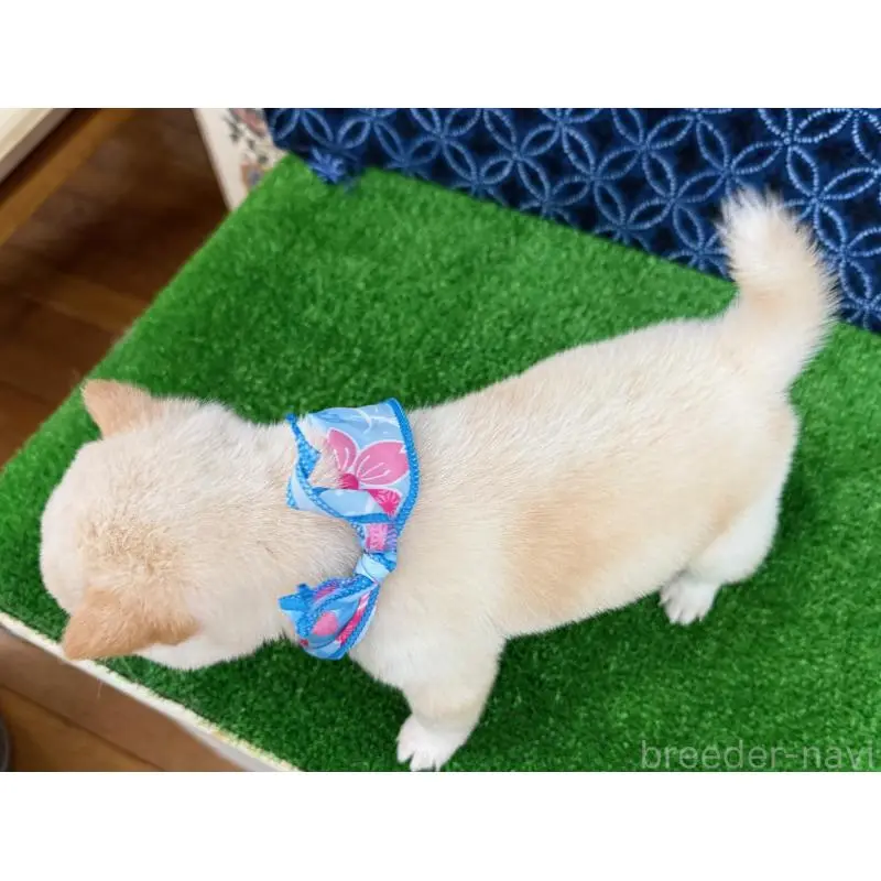 販売中の神奈川県の豆柴-454266の2枚目