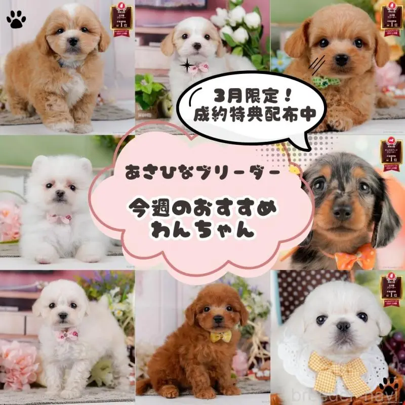 販売中の神奈川県のトイプードル-454268の3枚目