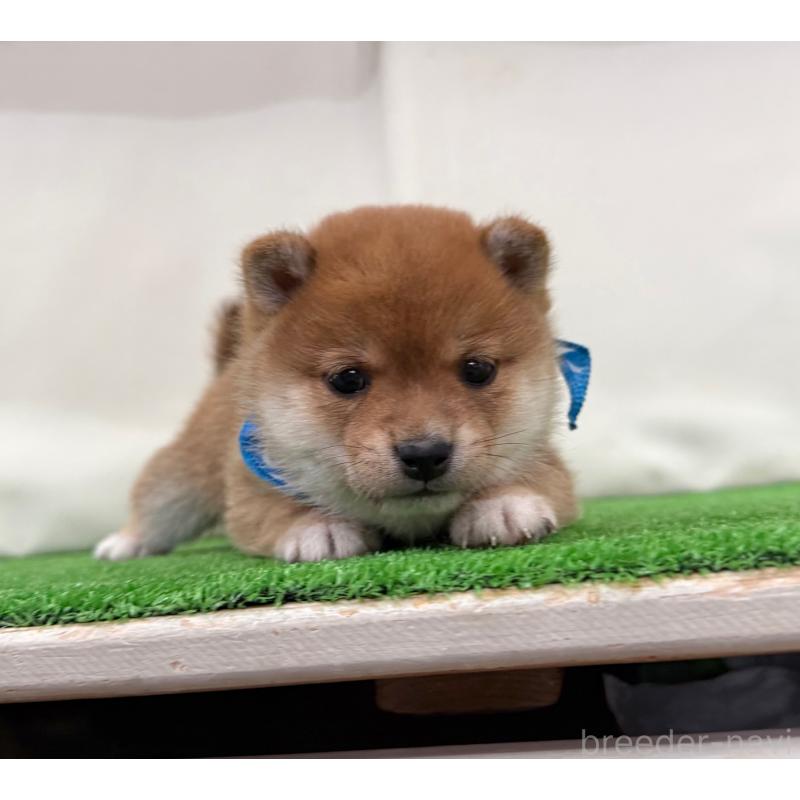 販売中の神奈川県の豆柴-454269の4枚目