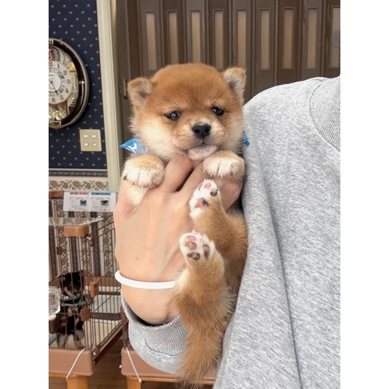 販売中の神奈川県の豆柴-454269の3枚目