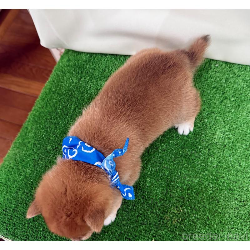 販売中の神奈川県の豆柴-454269の2枚目