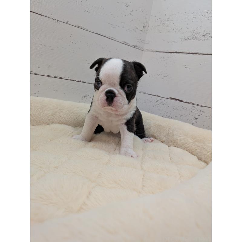 販売中の愛知県のボストンテリア-454270の11枚目