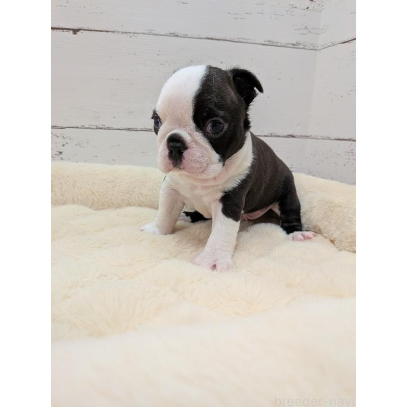 販売中の愛知県のボストンテリア-454270の10枚目