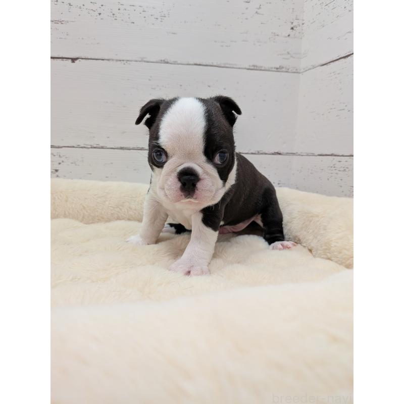 販売中の愛知県のボストンテリア-454270の9枚目