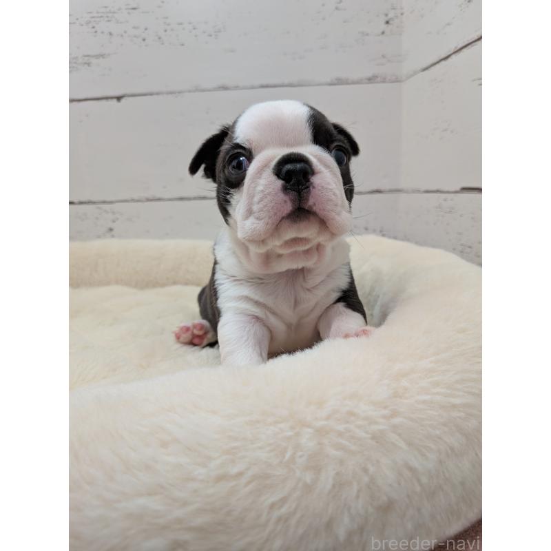 販売中の愛知県のボストンテリア-454270の8枚目