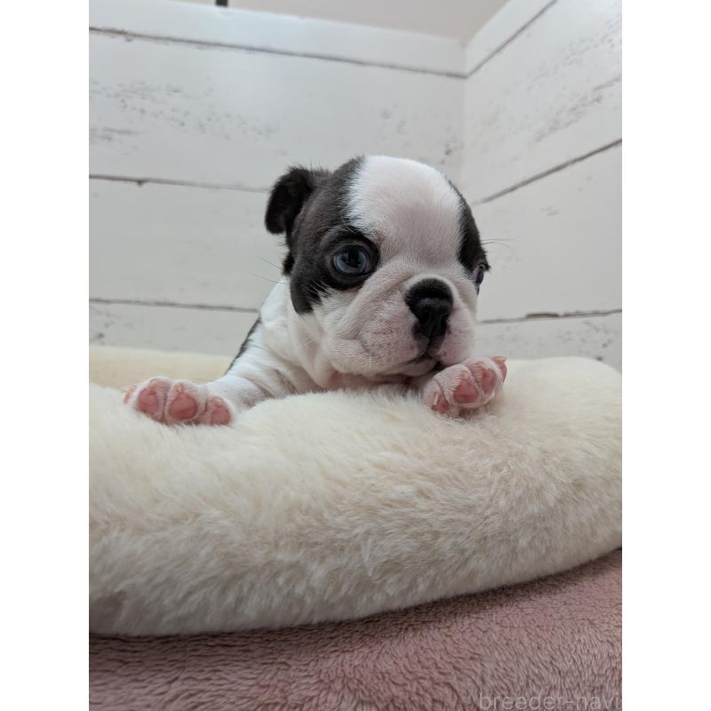 販売中の愛知県のボストンテリア-454270の7枚目