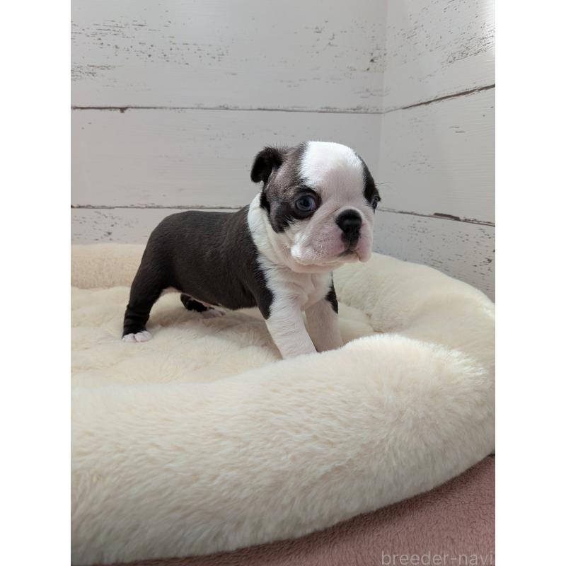 販売中の愛知県のボストンテリア-454270の6枚目