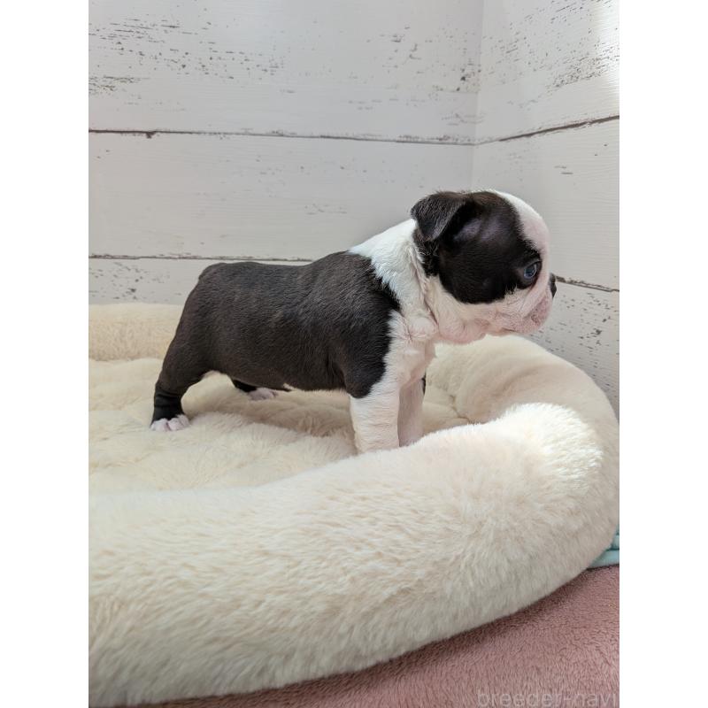 販売中の愛知県のボストンテリア-454270の5枚目