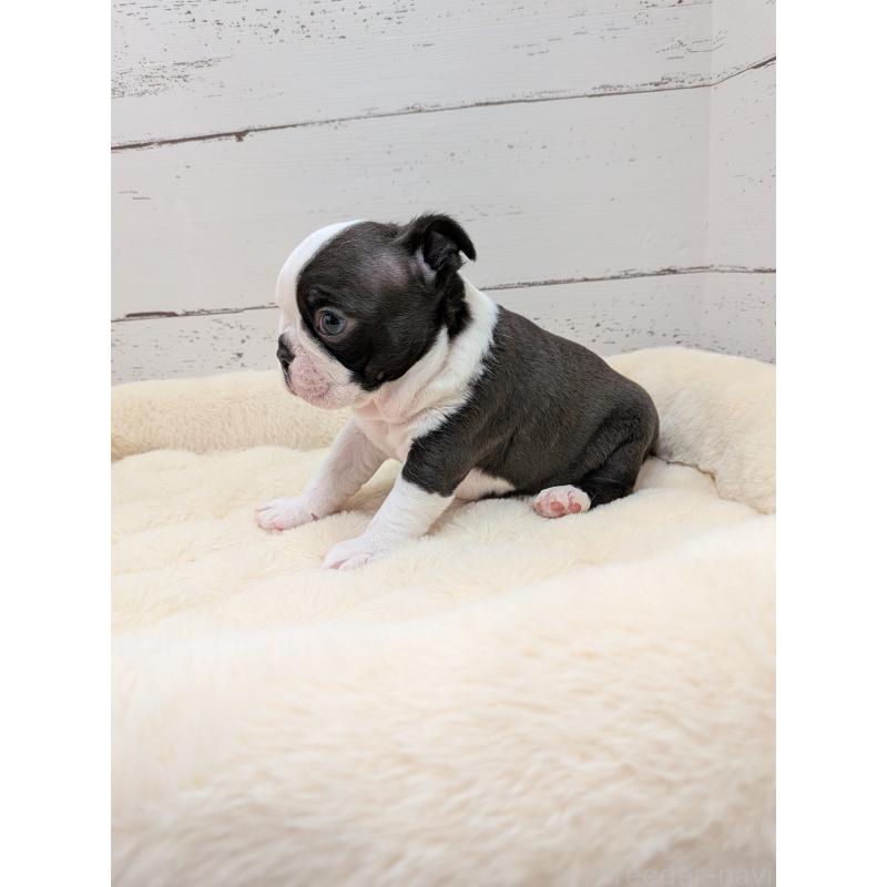 販売中の愛知県のボストンテリア-454270の4枚目