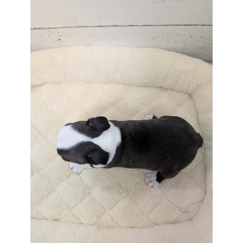 販売中の愛知県のボストンテリア-454270の3枚目