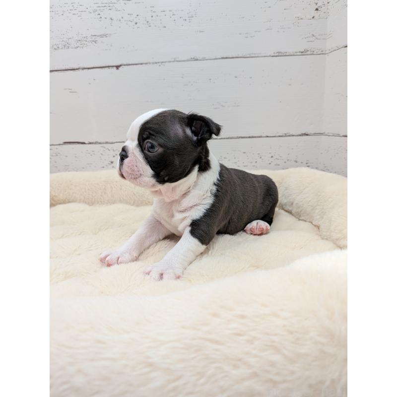 販売中の愛知県のボストンテリア-454270の2枚目