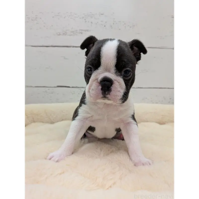 販売中の愛知県のボストンテリア-454272の8枚目