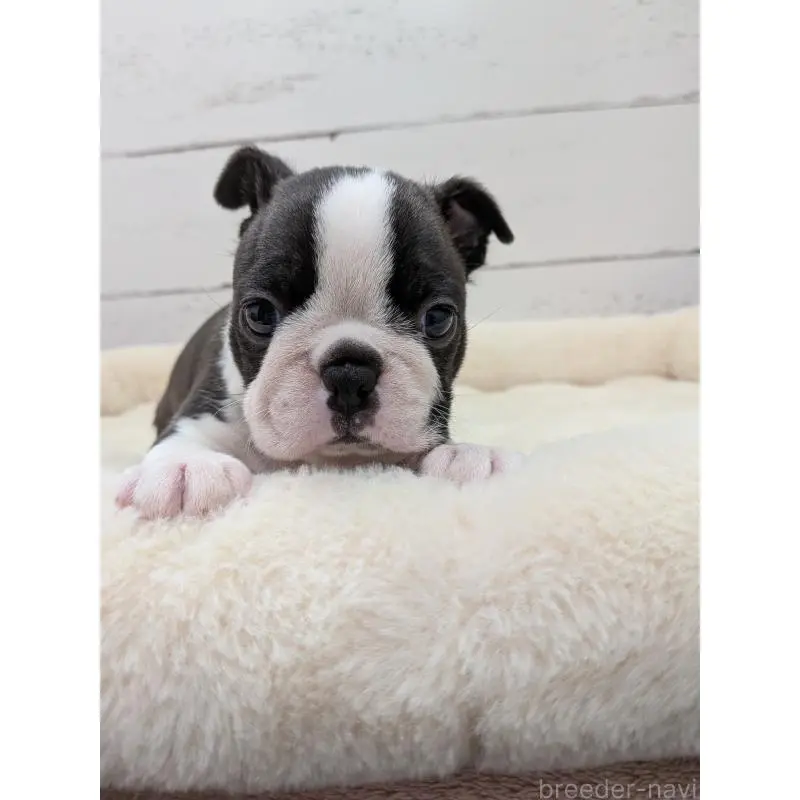 販売中の愛知県のボストンテリア-454272の7枚目