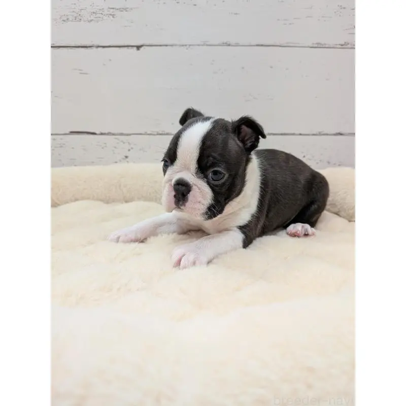 販売中の愛知県のボストンテリア-454272の5枚目