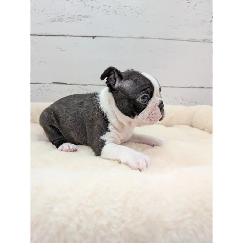 販売中の愛知県のボストンテリア-454272の4枚目