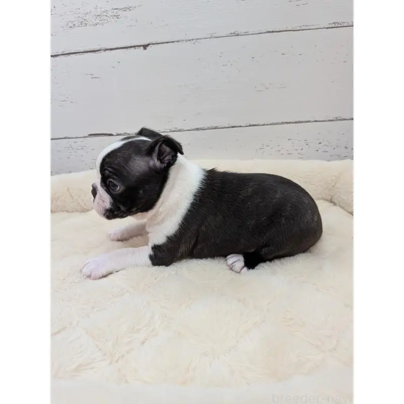 販売中の愛知県のボストンテリア-454272の3枚目