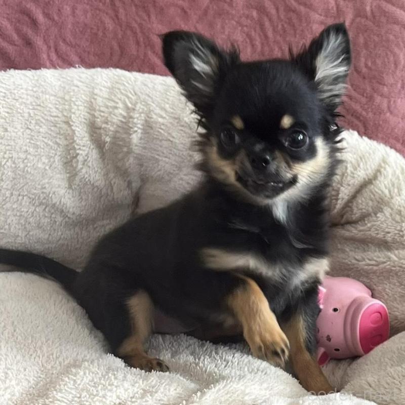 販売中の大阪府のチワワ(ロングコート)-454274の9枚目