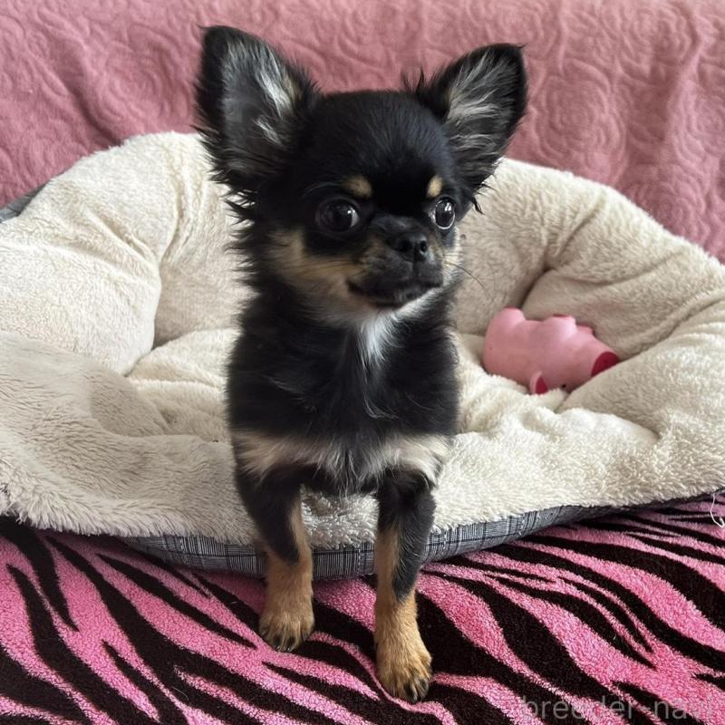 販売中の大阪府のチワワ(ロングコート)-454274の8枚目