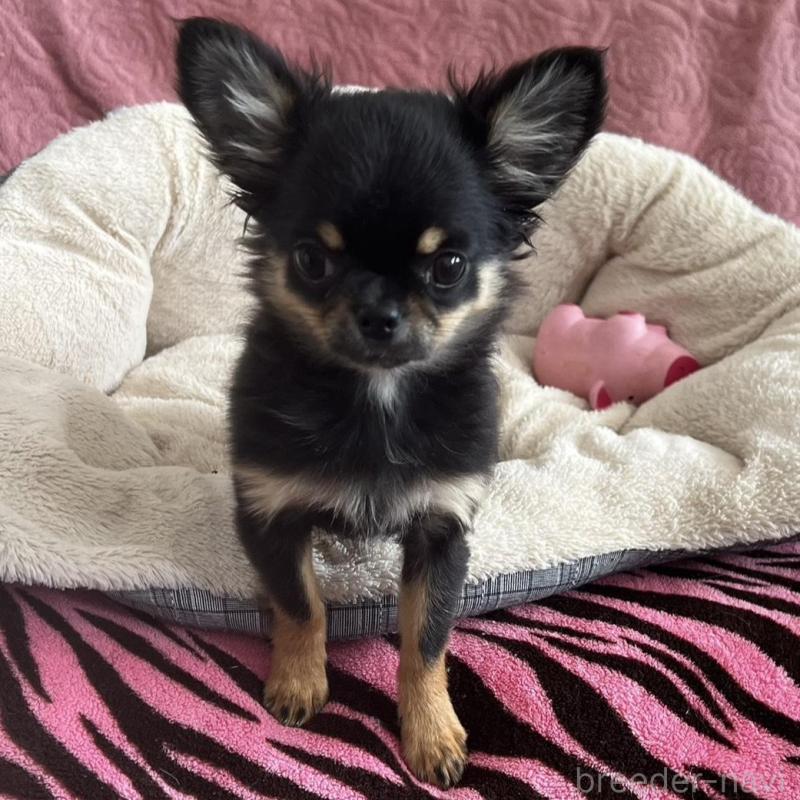 販売中の大阪府のチワワ(ロングコート)-454274の7枚目