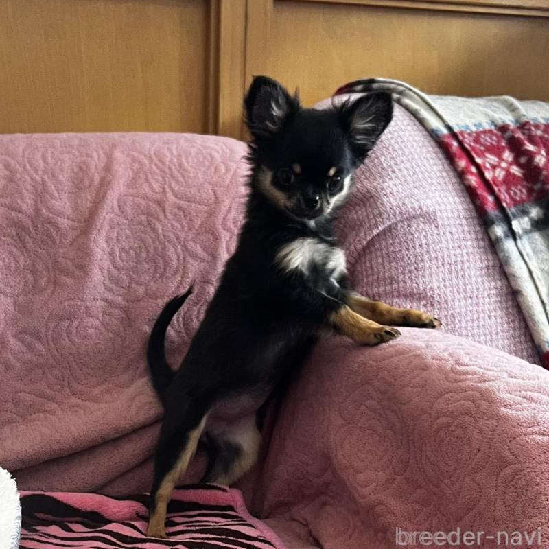 販売中の大阪府のチワワ(ロングコート)-454274の6枚目