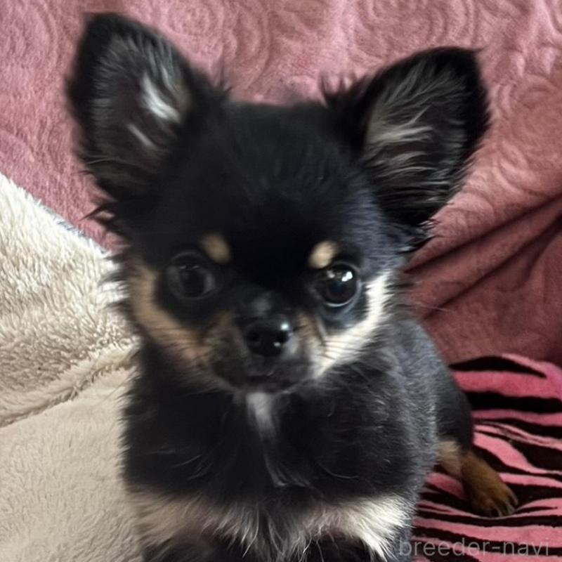 販売中の大阪府のチワワ(ロングコート)-454274の5枚目