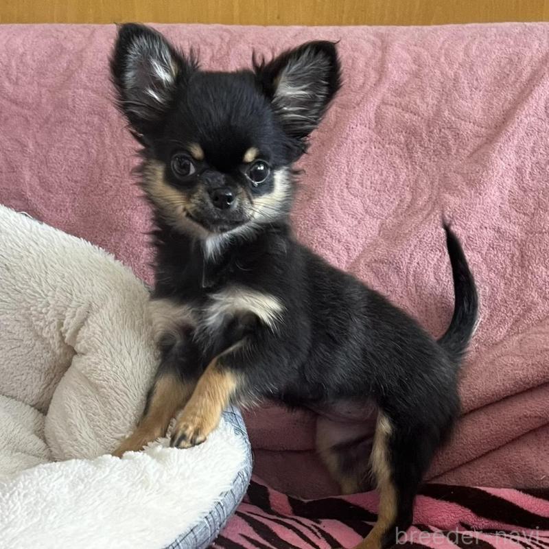 販売中の大阪府のチワワ(ロングコート)-454274の4枚目