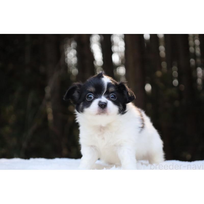 販売中の栃木県のチワワ(ロングコート)-454273の16枚目