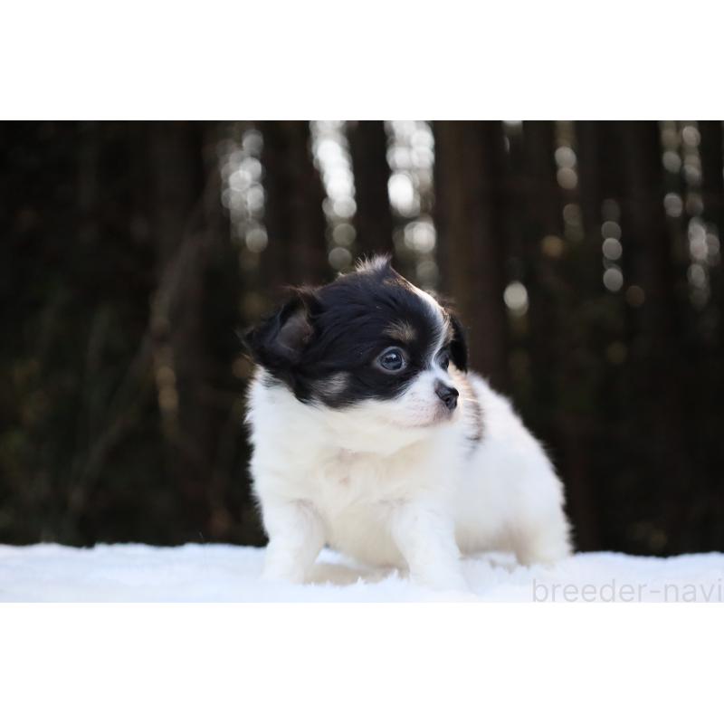 販売中の栃木県のチワワ(ロングコート)-454273の15枚目