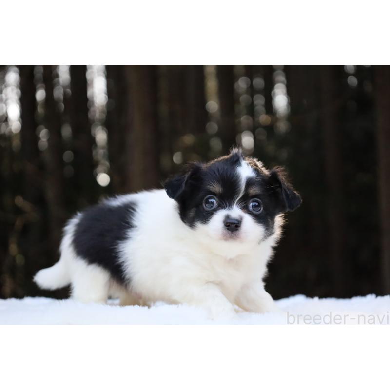 販売中の栃木県のチワワ(ロングコート)-454273の13枚目