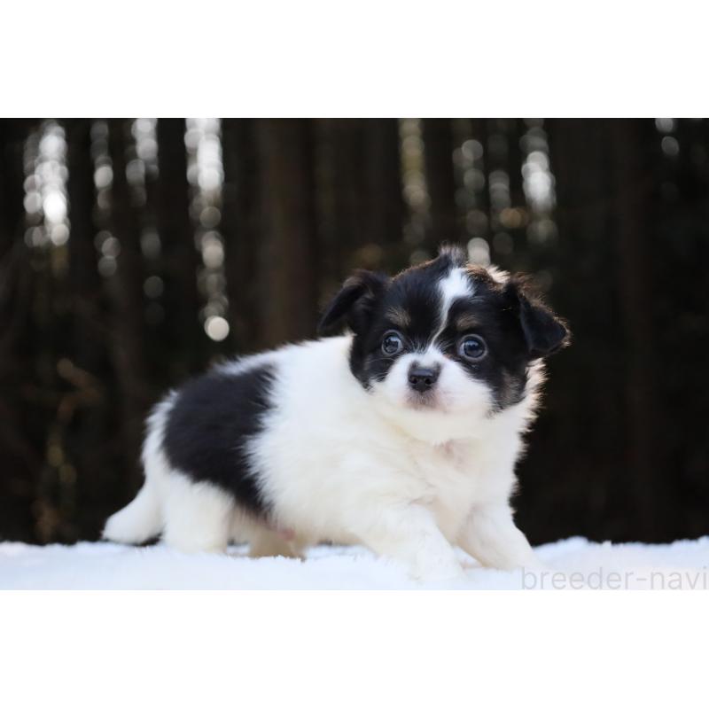 販売中の栃木県のチワワ(ロングコート)-454273の12枚目