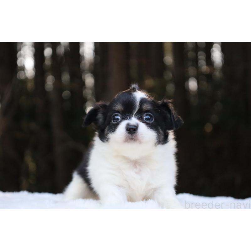 販売中の栃木県のチワワ(ロングコート)-454273の11枚目