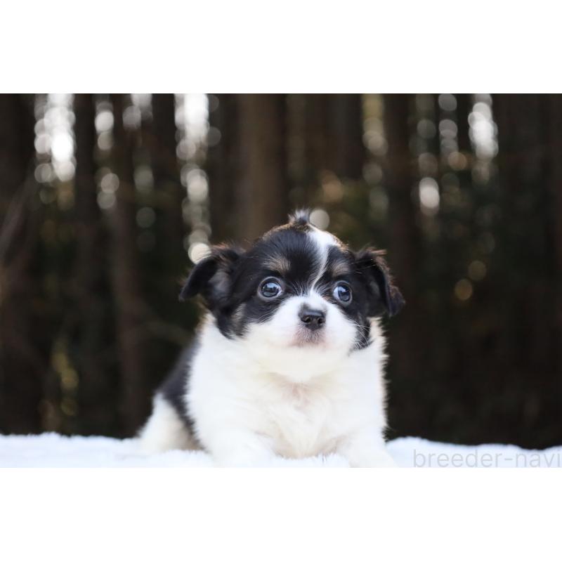 販売中の栃木県のチワワ(ロングコート)-454273の10枚目